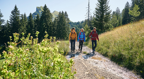 Wandern zwischen Bergstation Mellaubahn und Alpe Kanis (c) Alex Kaiser - Bregenzerwald Tourismus