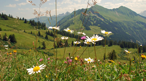 Frühlingsblumen in Damüls (c) Manuela Domig - Damüls Faschina Tourismus