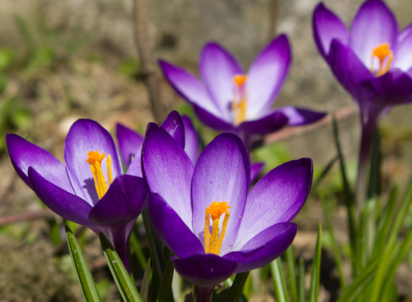 Krokusse